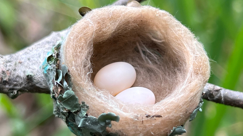 A hummingbird, bound with spider's silk, with two tiny eggs inside