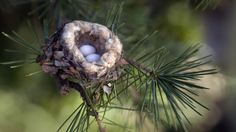 What Kinds Of Eggs Are In Your Garden, And Steps To Take