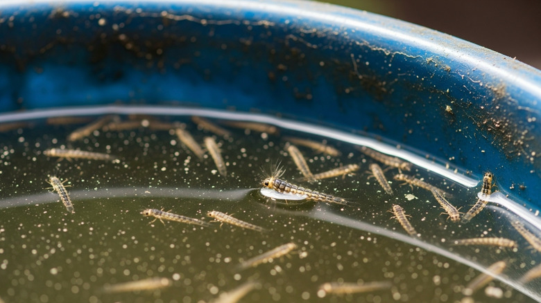 A collection of mosquito larvae in a blue bucket filled with standing water