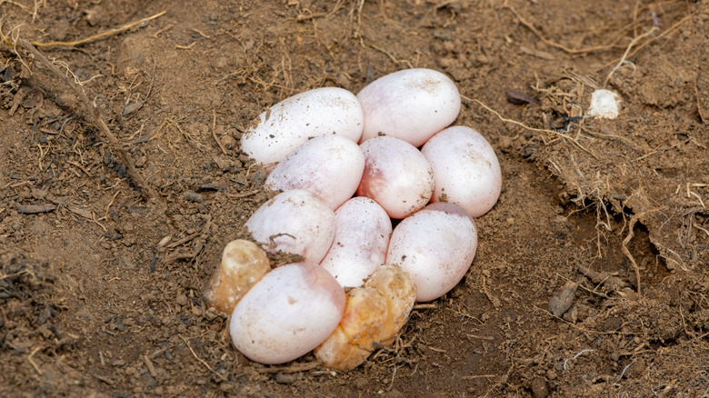 A clutch of snake eggs