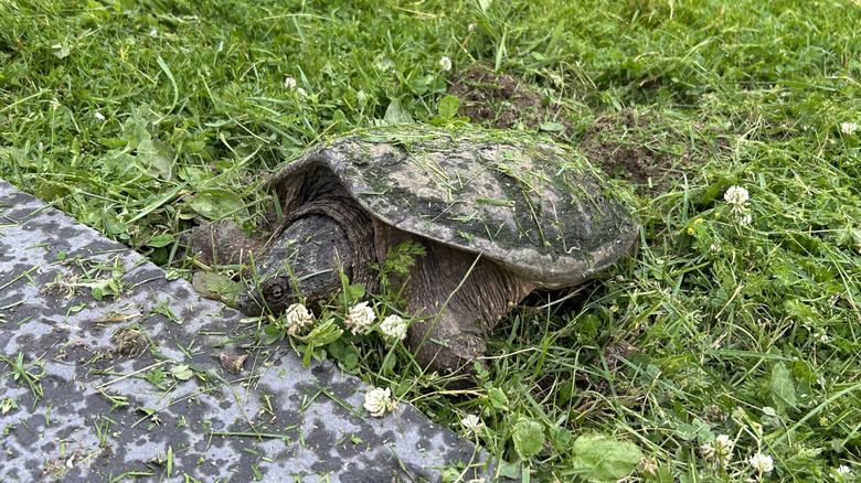 A snapping turtle laying eggs in a grassy garden