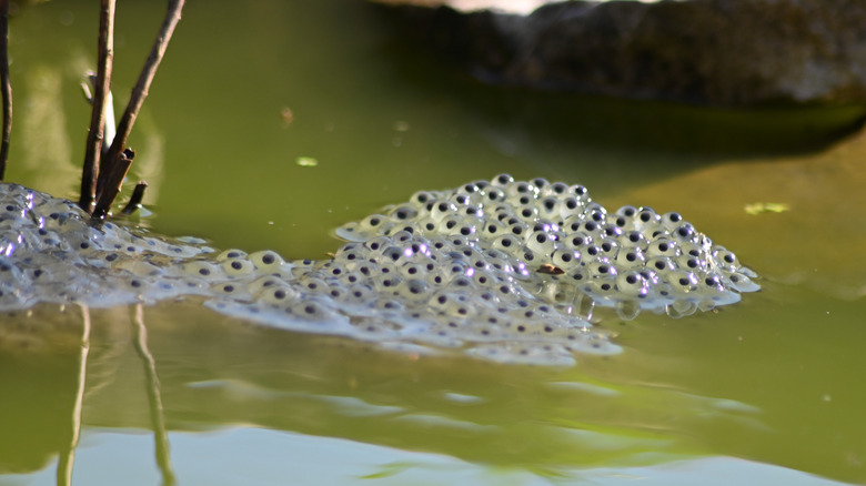 An abundance of frogspawn on the surface of green pond water