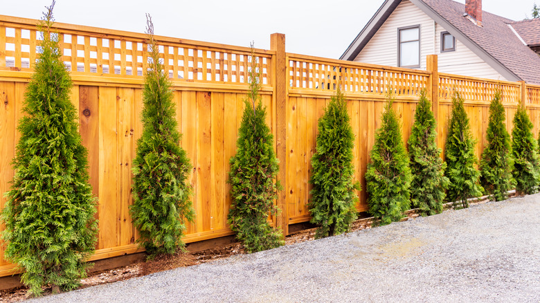 wooden fence and trees