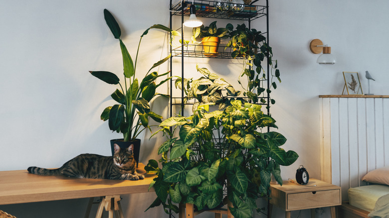Everything a beginner needs to know about grow lights.