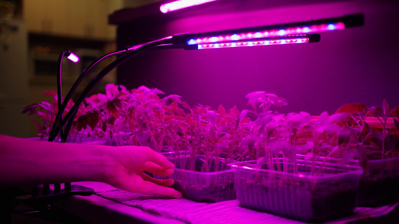 Someone placing seedlings under a grow light.