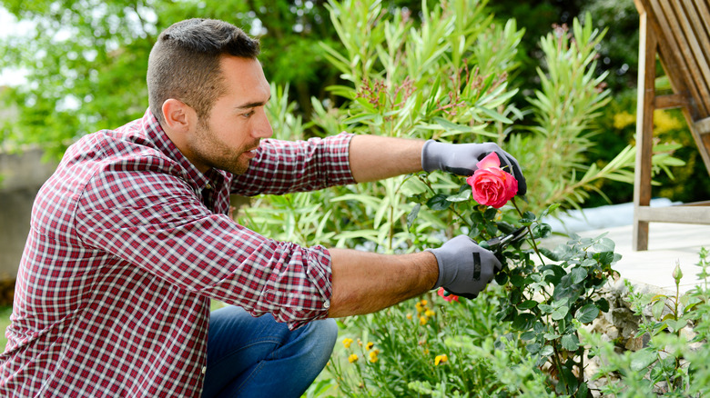 Man clipping rose bush garden