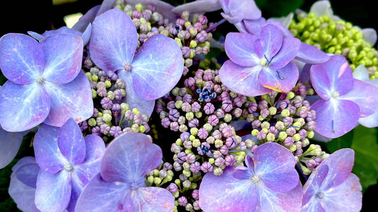 pink twist-n-shout hydrangeas