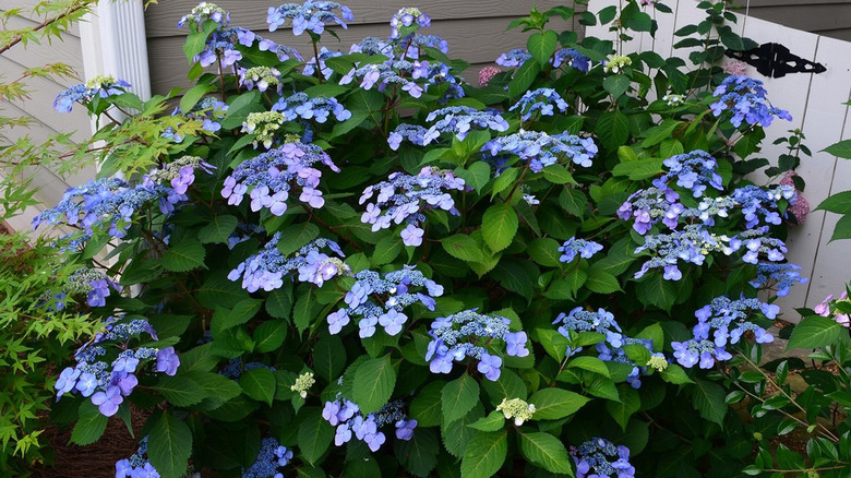 Twist-n-Shout Hydrangea shrub