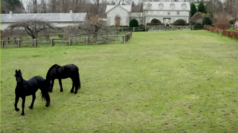 Horses grazing at Cantitoe Corners