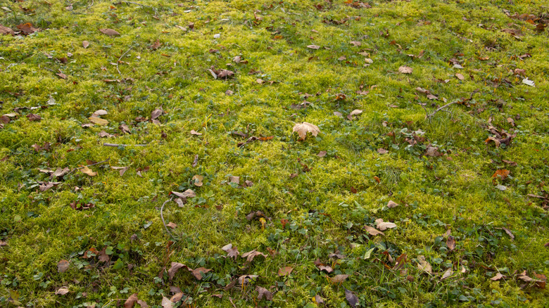 Moss growing all over a lawn with fallen leaves on it.