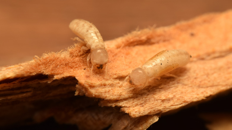 drywood termites on wood