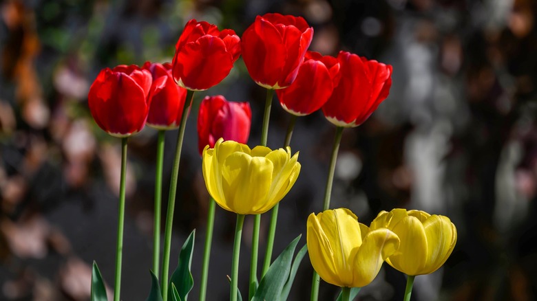 red and yellow tulips