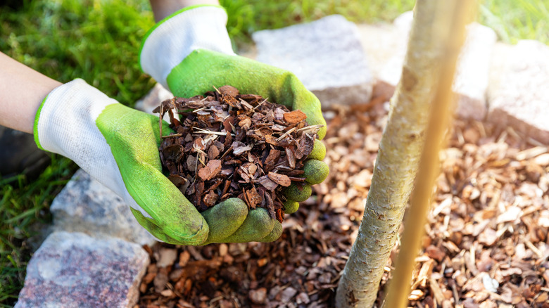 holding mulch next to tree 