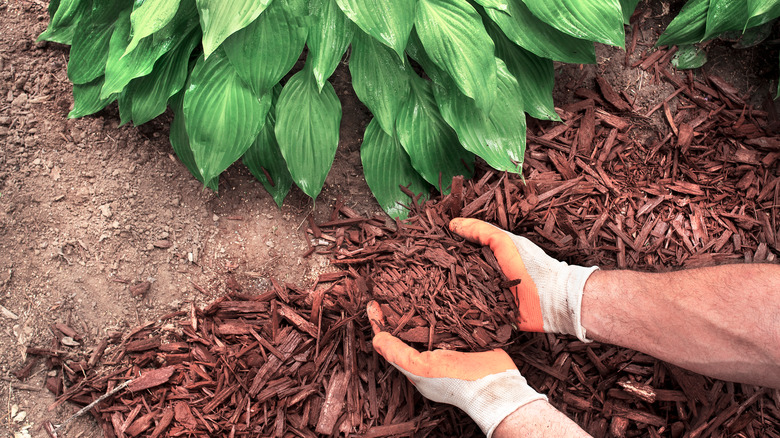 gloved hands spreading mulch near foliage and dry dirt