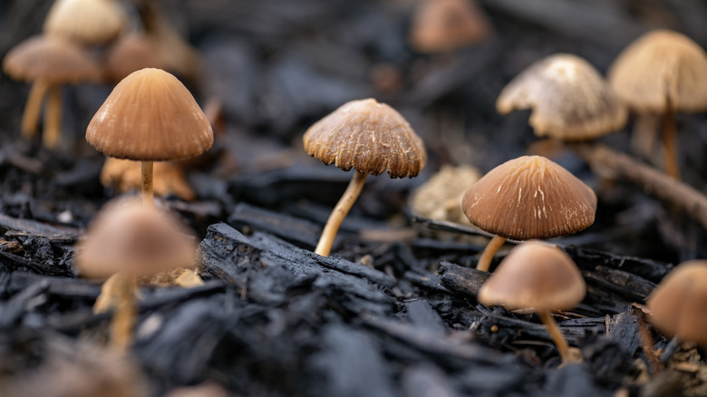 cluster of small mushrooms growing on wet mulch
