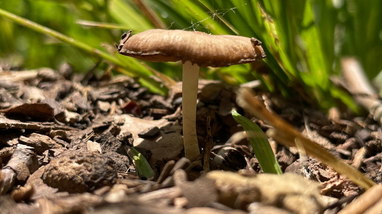 a single brown mushroom with a flat cap growing out of mulch with grass in the background