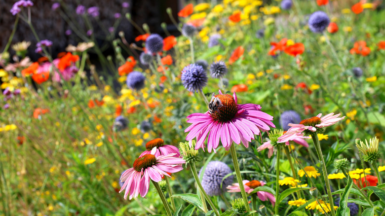 Colorful, pollinator-friendly flower garden with alliums, poppies, and purple coneflowers
