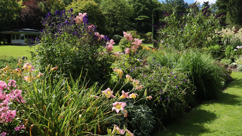 A mature border of large shrubs