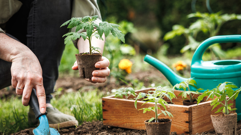 Planting tomatoes in a garden bed
