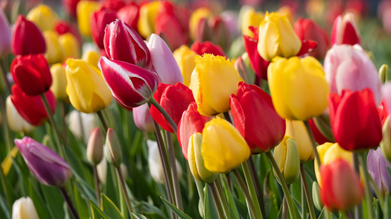 Colorful tulips growing in the sunshine