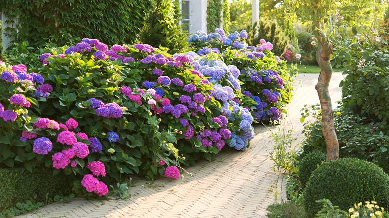 Hydrangeas and ivy against a house wall