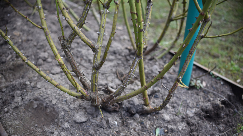 Thorny rose growing too close to flower bed edge