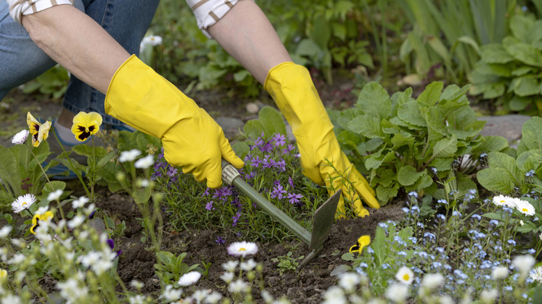 Using a hoe to remove weeds in garden bed