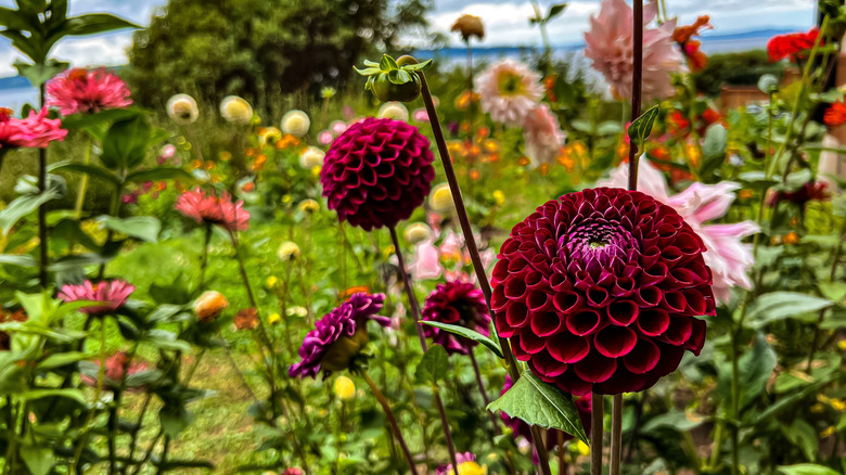 Red and pink dahlias and zinnas growing together in garden