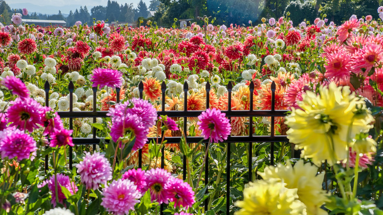 Pink, yellow, and orange dahlia flowers by a black metal fence