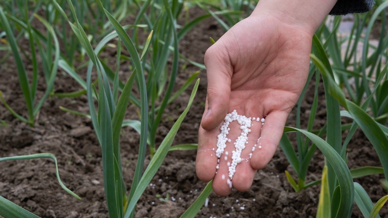 Hand applying granular fertilizer to a lawn