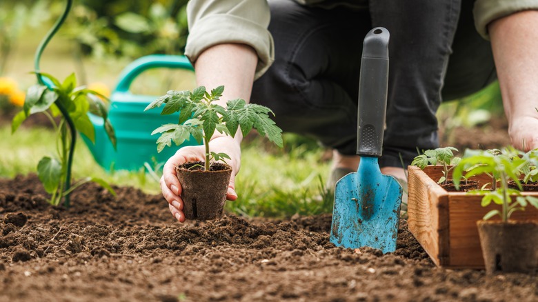 Person planting seedling in garden