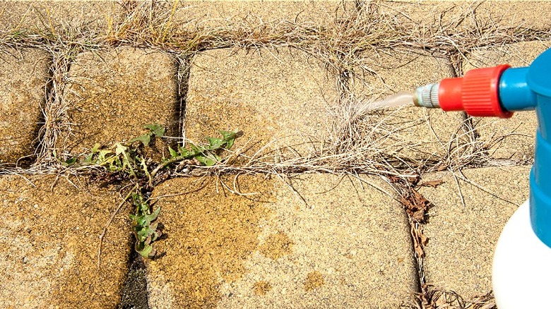 Close-up of a sprayer targeting a weed in between brick pavers