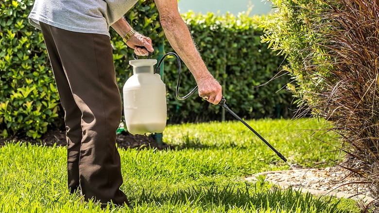 Person spraying weeds around a shrub