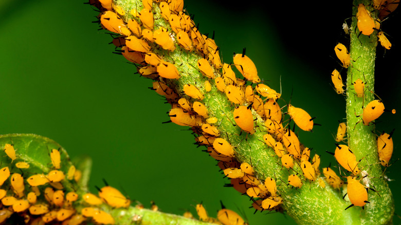 A aphid community on a branch