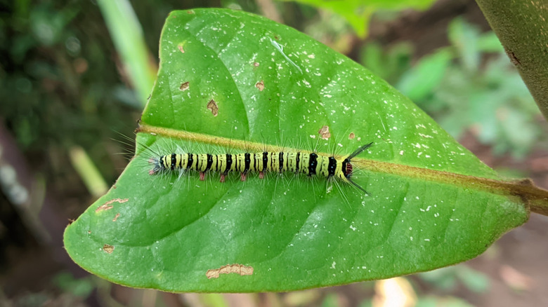 Closeup of green caterpillar eating leaves