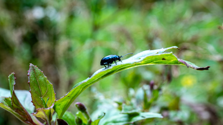 Flea beetle on the upper side of the leaf
