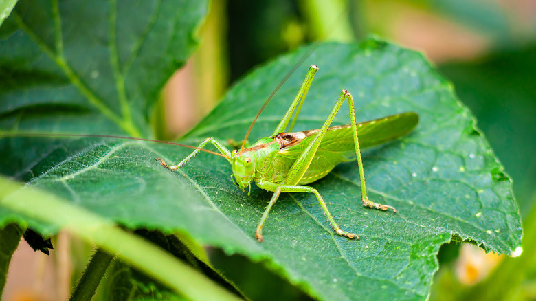 Close-up of a green grasshopper resting on a vibrant leaf