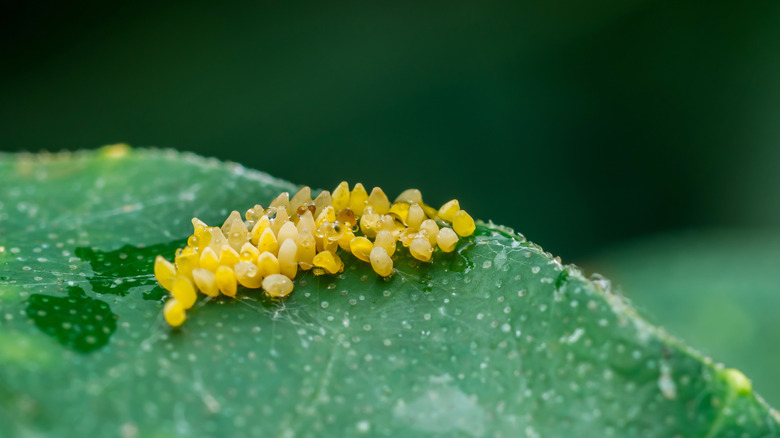 yellow insect eggs on a vibrant green leaf