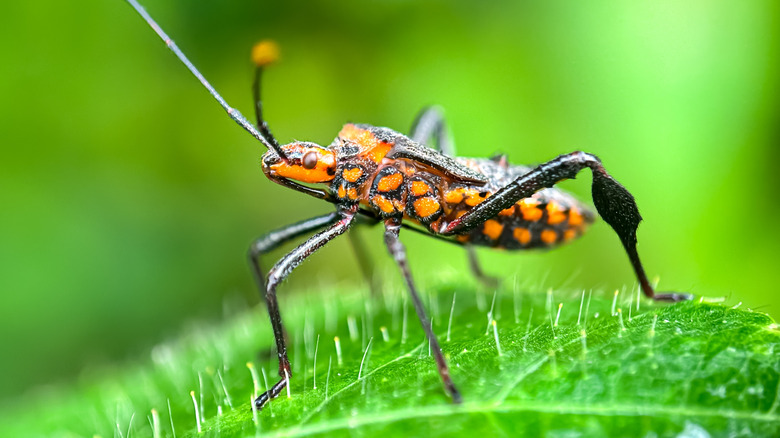 Close up of leaffooted bug