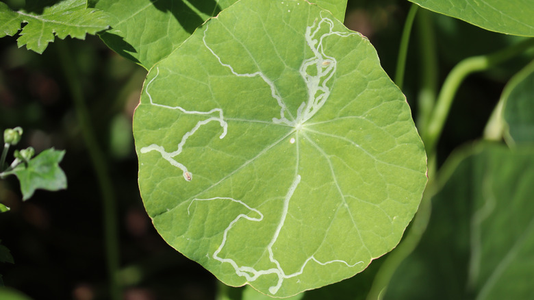 Cabbage leafminer mine on nasturtium leaf