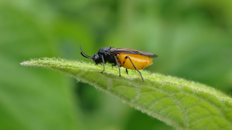 A rose sawfly sitting on a leaf