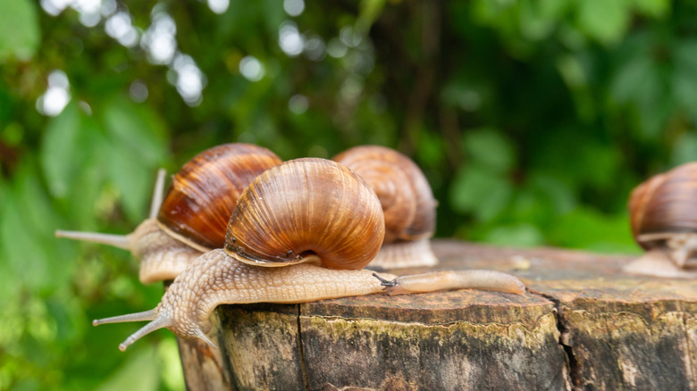 Some snails on a tree stump