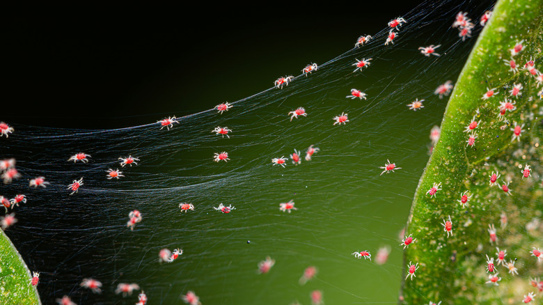 Spider mites making their web on a plant