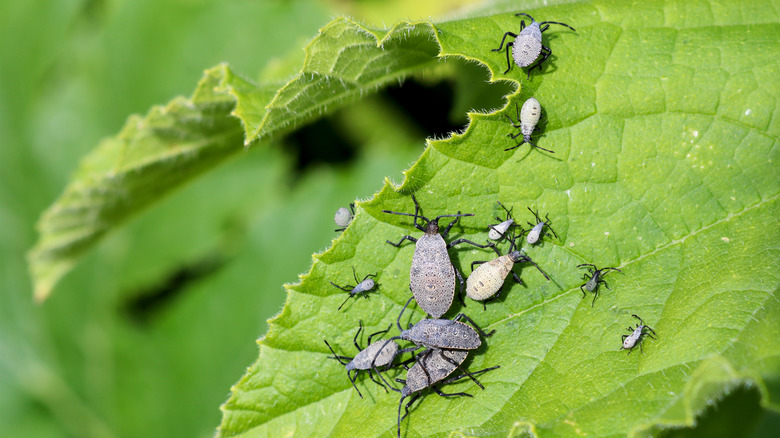 A group of squash bugs on a leaf