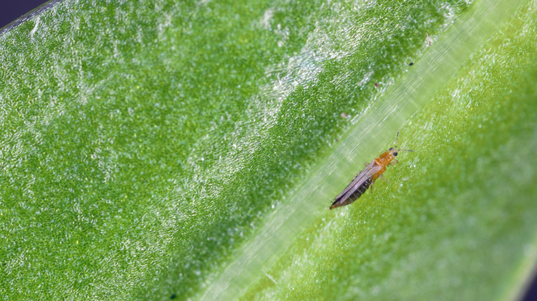 A thrip adult on green leaf