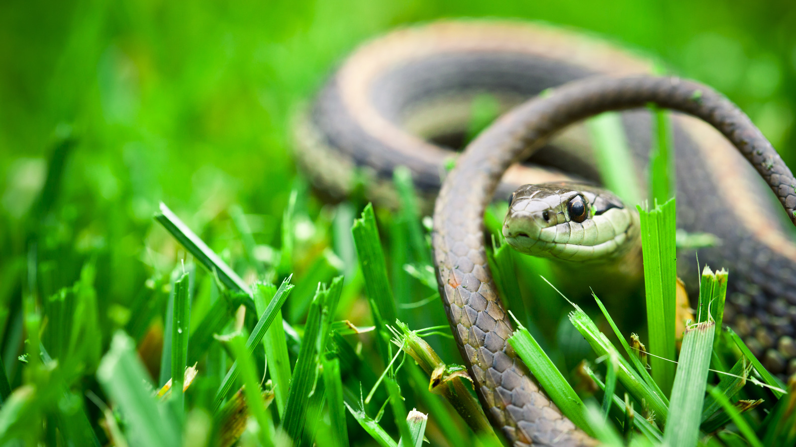 What Plant Snakes Are Most Attracted To In Your Yard