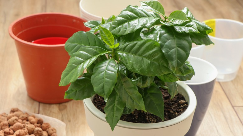 Young coffee plant coffea arabica growing in a white pot