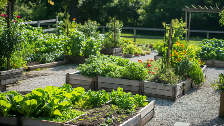 Vegetable patch in garden