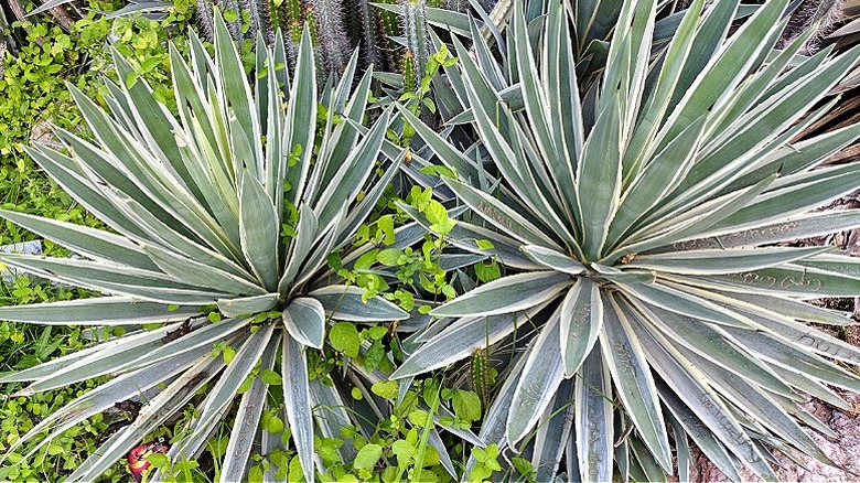 Agave plants growing in a garden