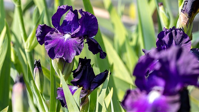Purple flowers of bearded irises in bloom